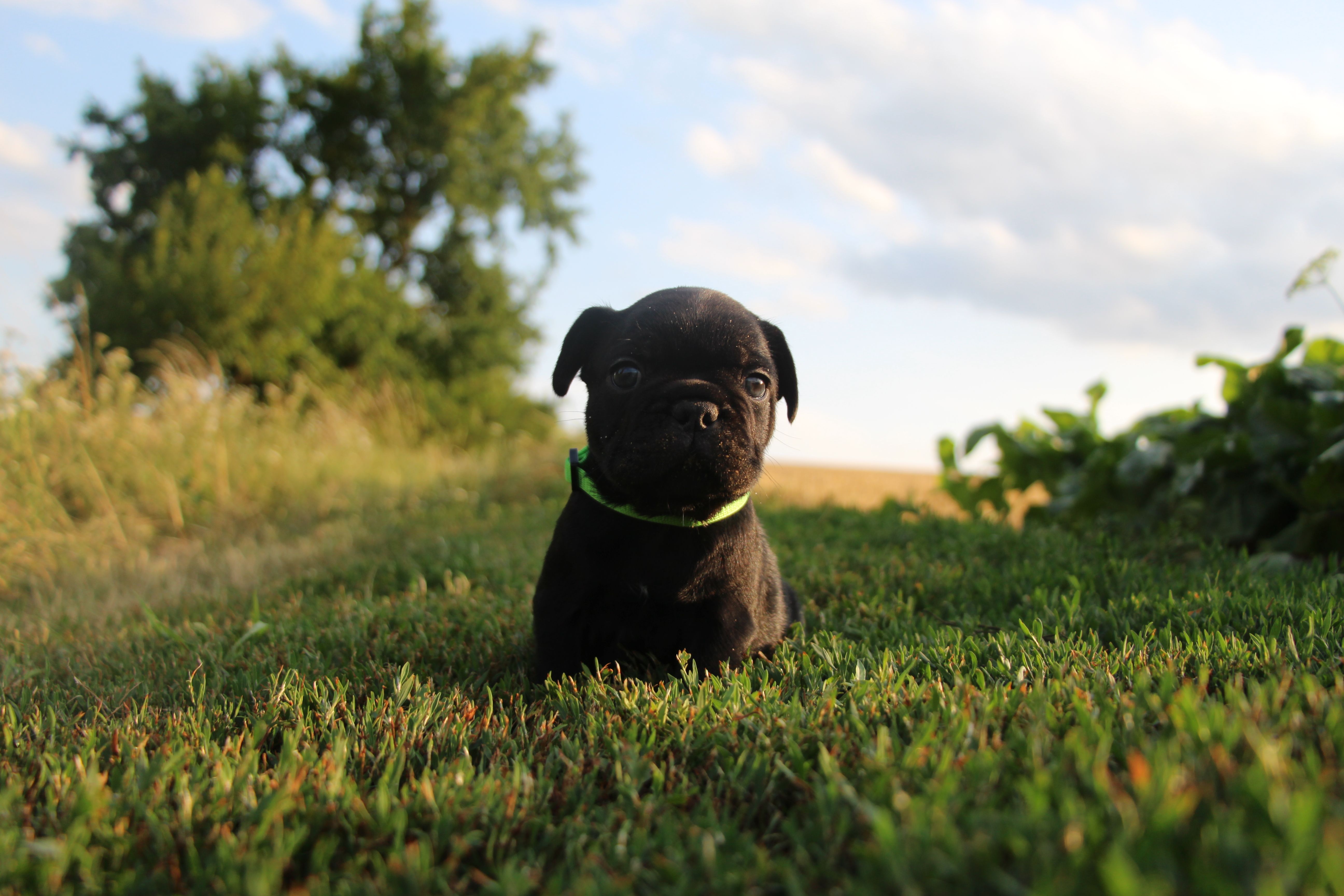 <svg class='green'></svg> <b>Mr.Sirius Black</b> <svg class='green'></svg>